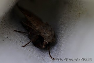 Large Yellow Underwing